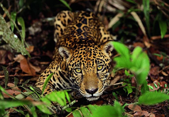 Safari de Onças